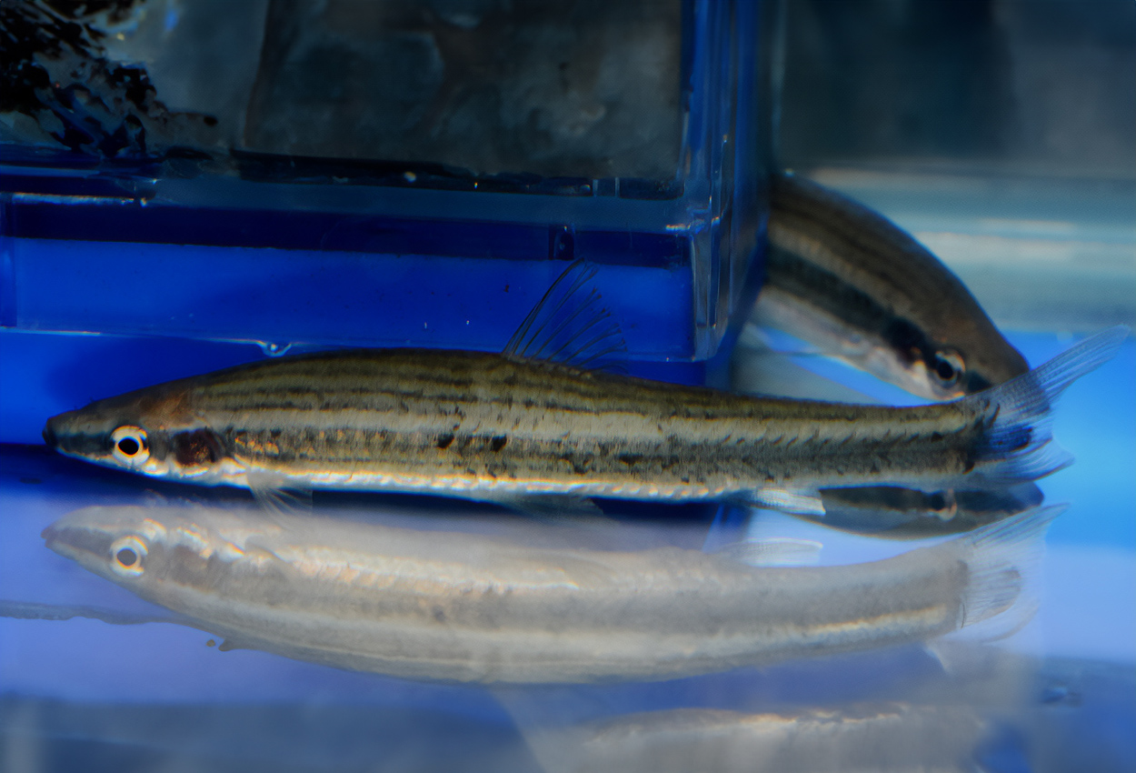 Pseudorasbora elongata