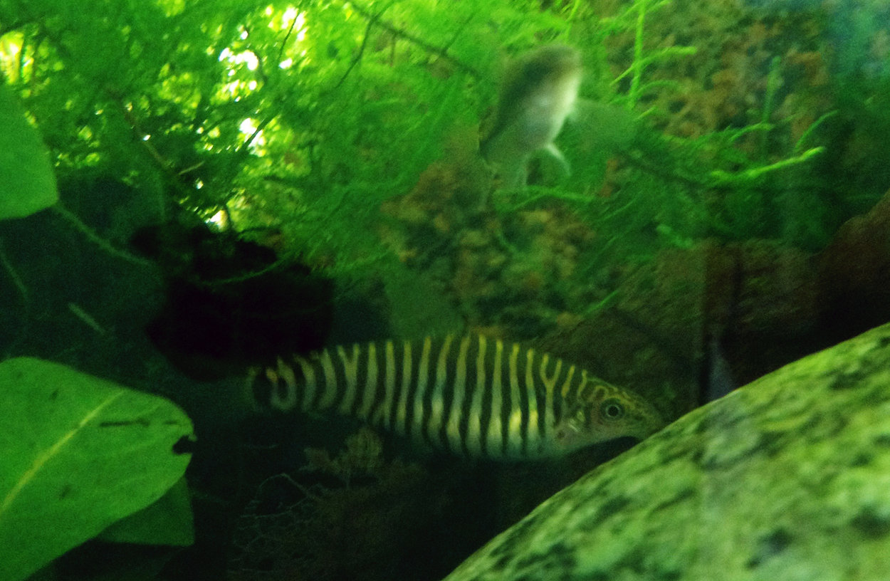 Yunnanilus cruciatus