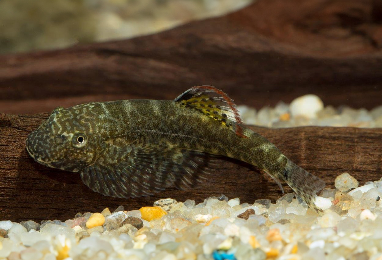 Pseudogastromyzon cheni