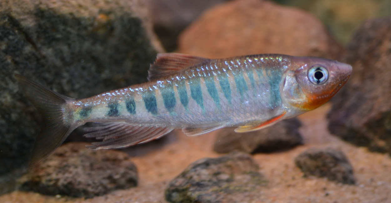 Zacco platypus