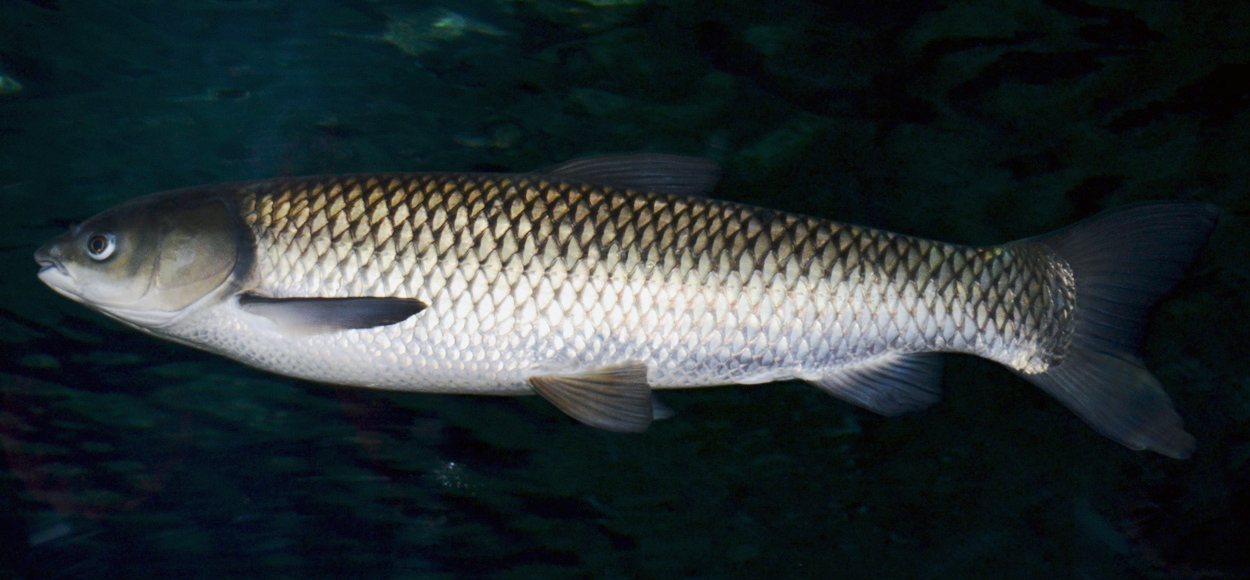 Mylopharyngodon piceus