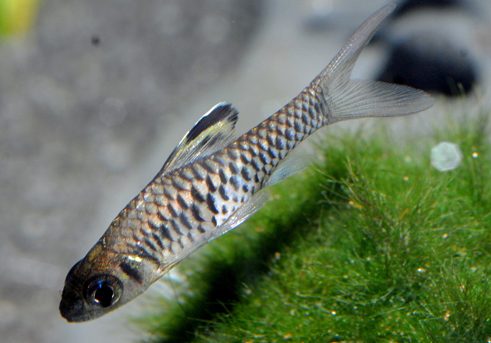Oreichthys cosuatis
