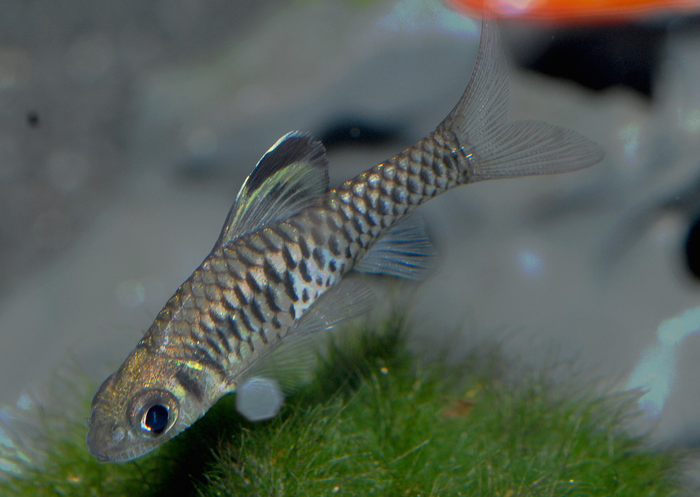 Oreichthys cosuatis