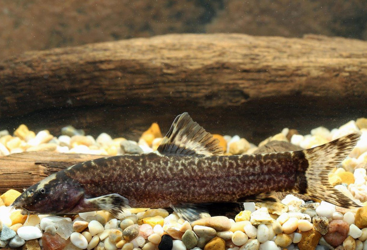 Leptobotia taeniops