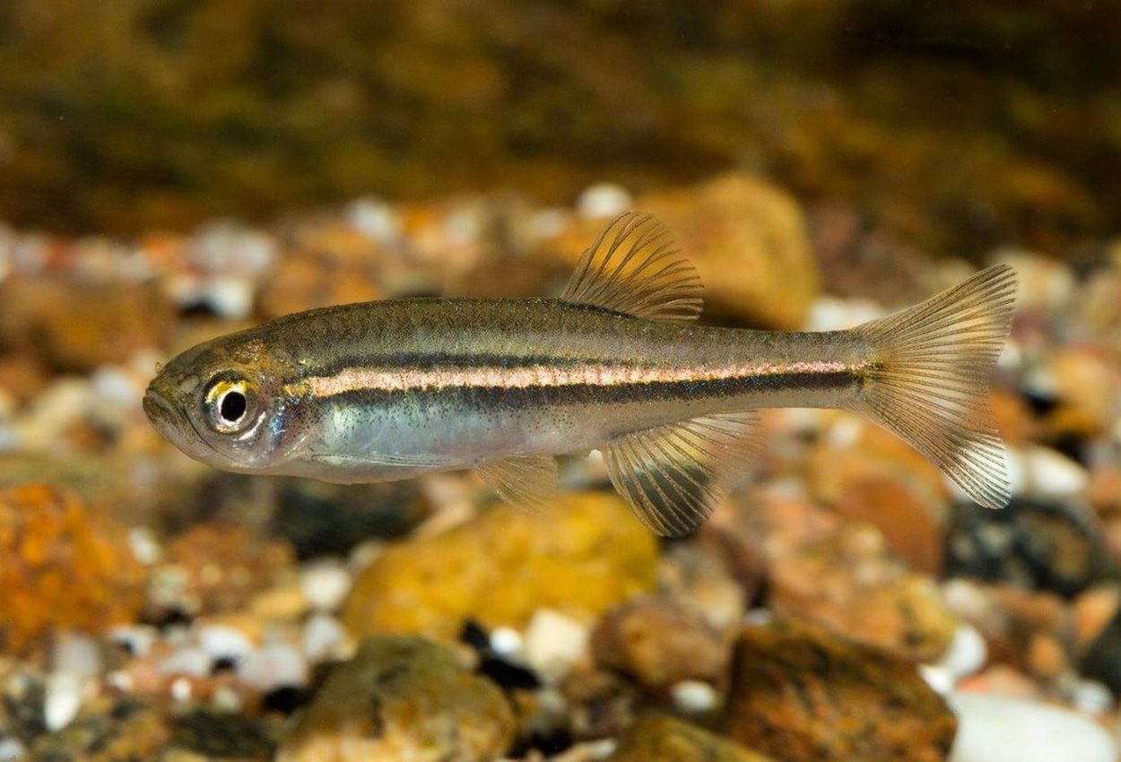 Brachydanio jaintianensis