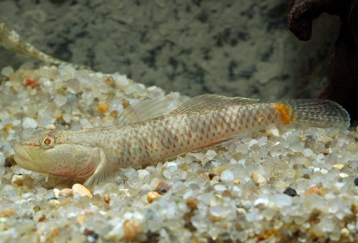 Rhinogobius leavelli