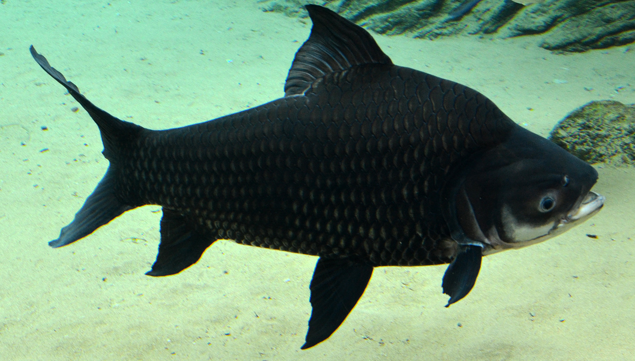 Catlocarpio siamensis