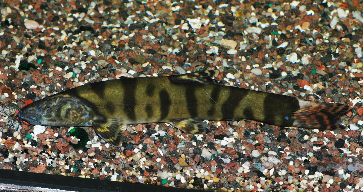Leptobotia elongata