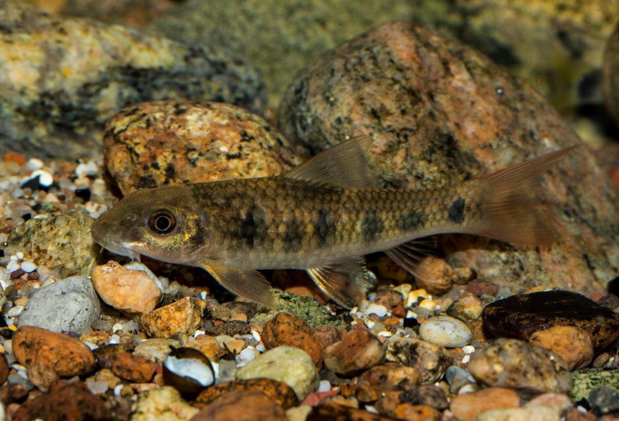 Garra spilota