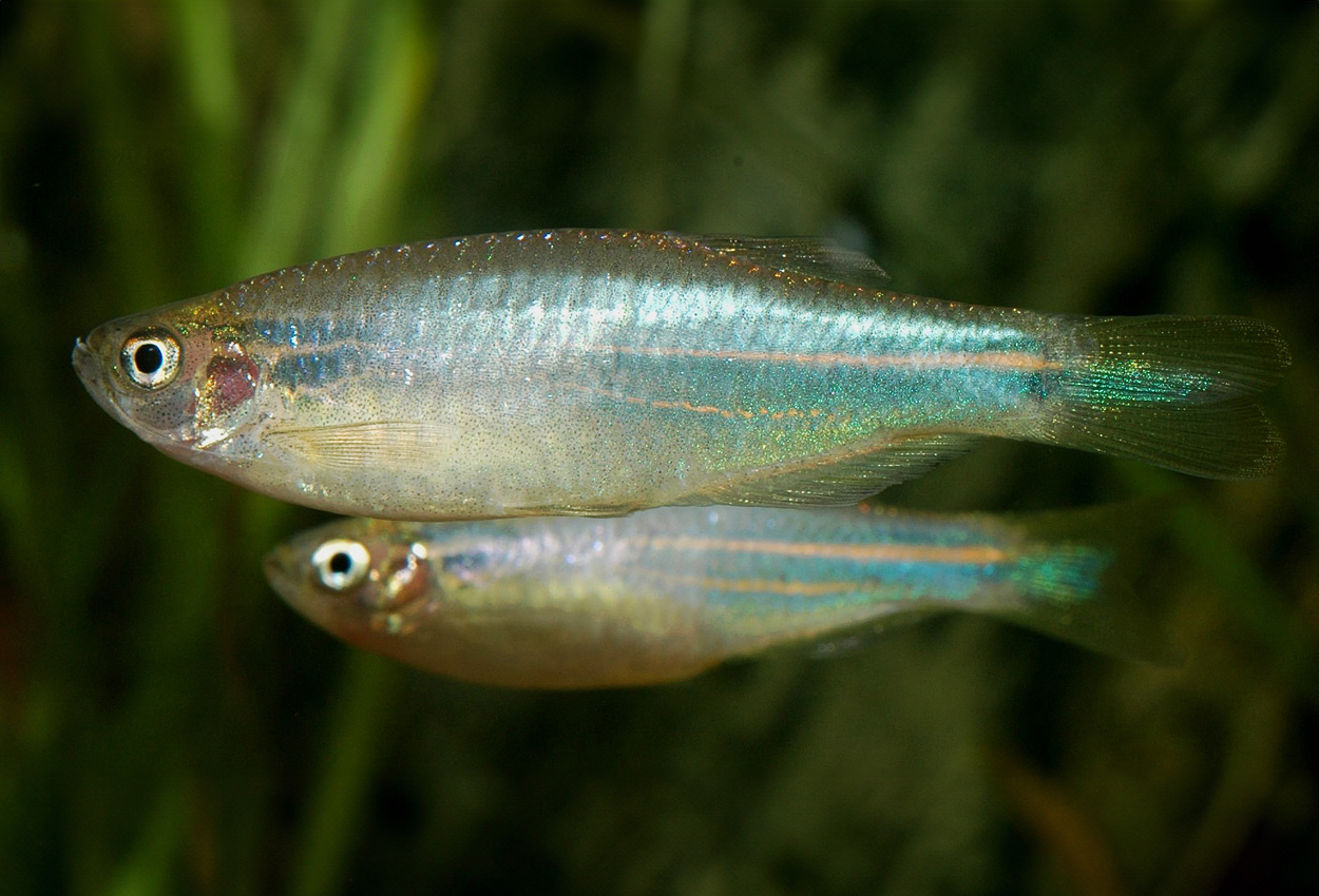 Danio kerri