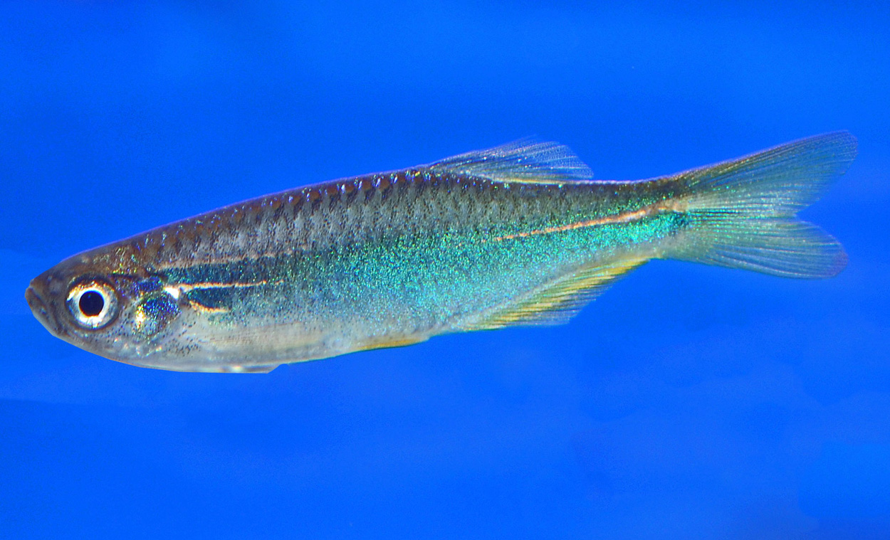 Danio kerri