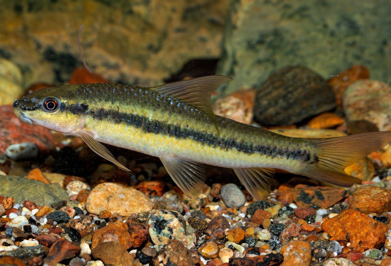 Labeo parvus