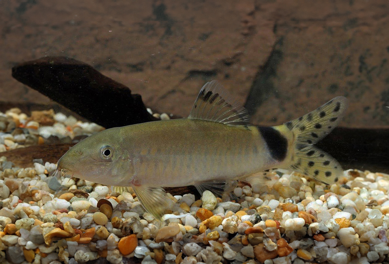 Yasuhikotakia splendida