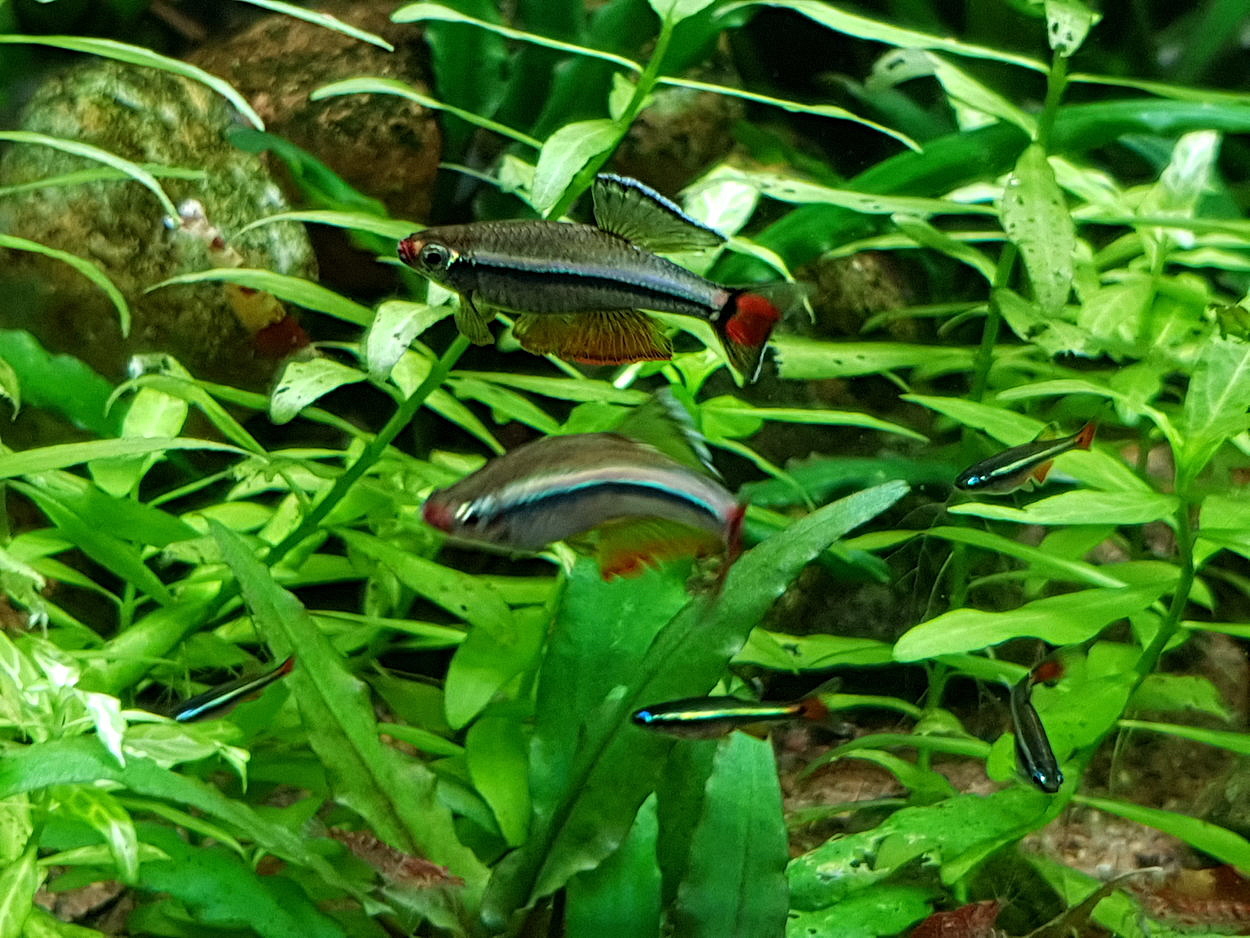 Tanichthys albonubes