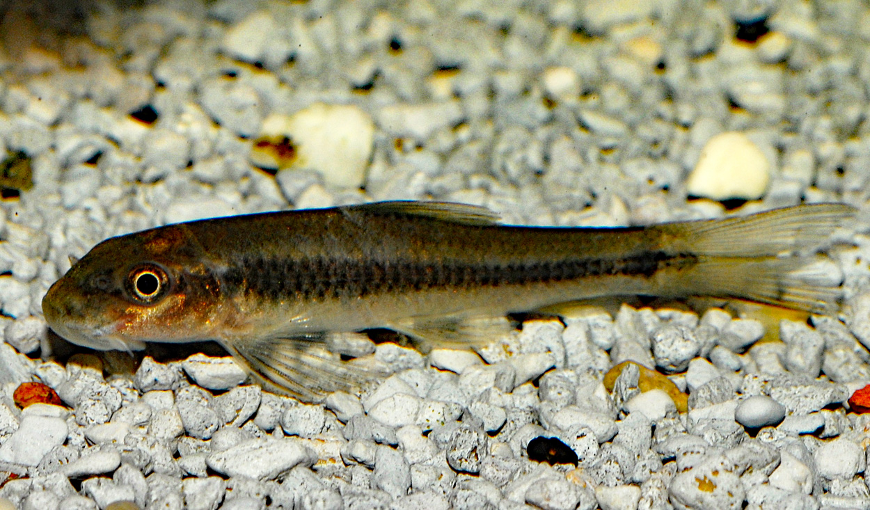 Garra sp. 'taeniata'