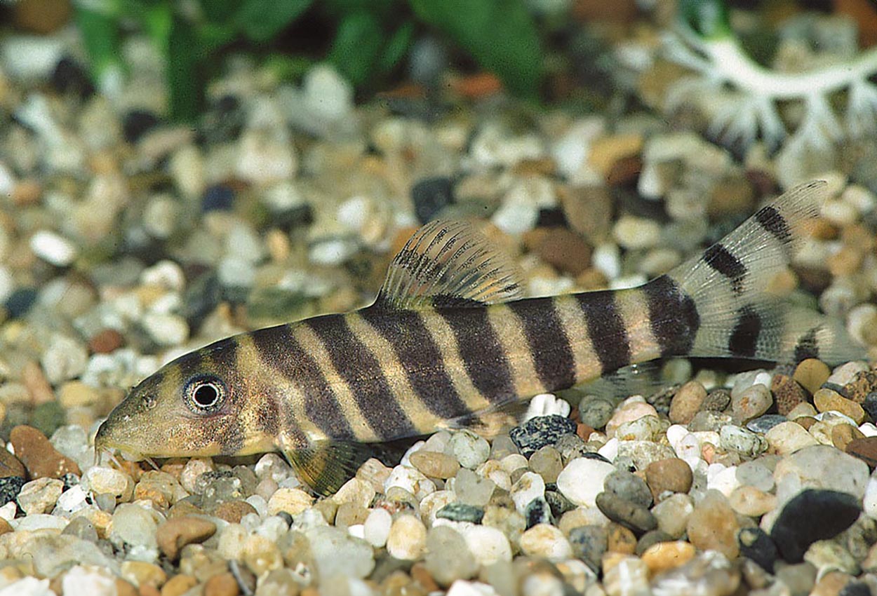 Botia dario