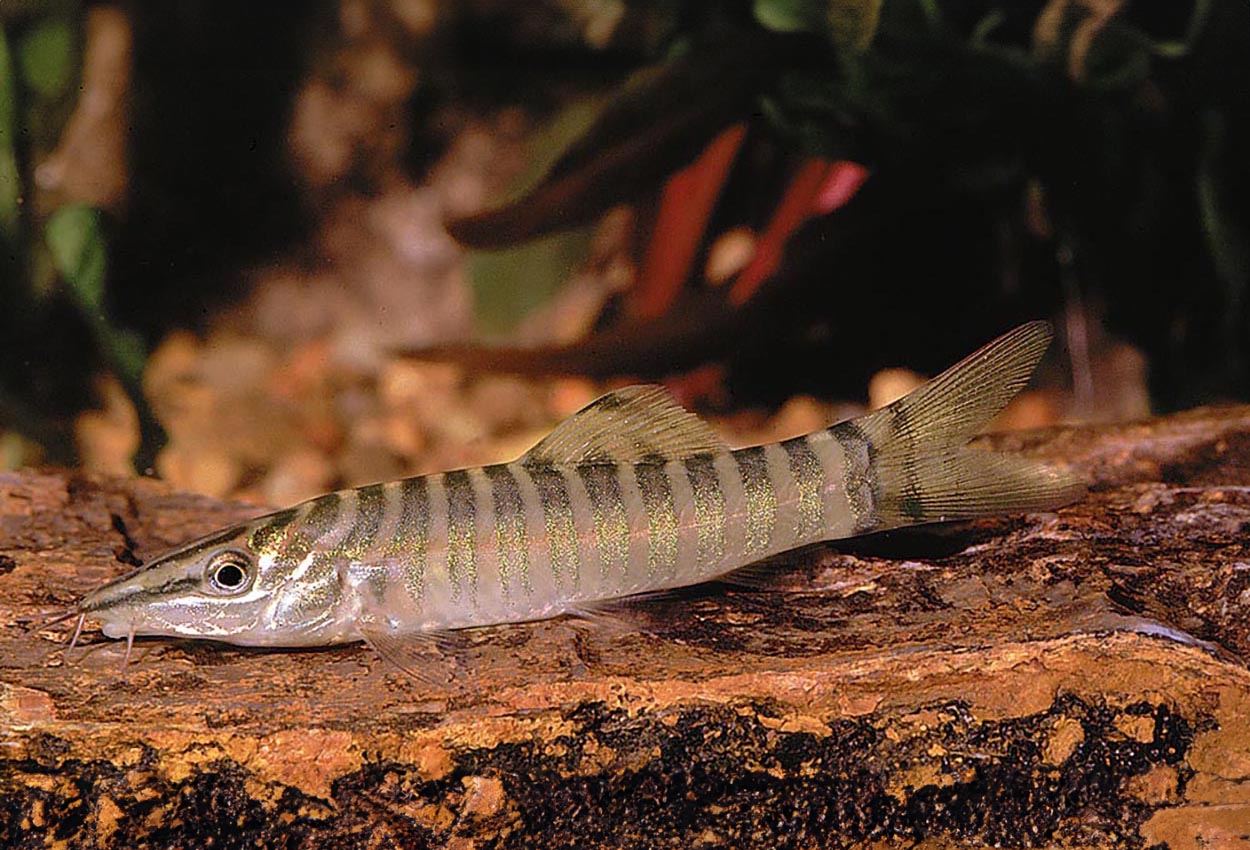 Syncrossus helodes