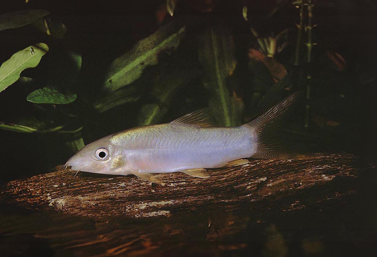 Yasuhikotakia modesta