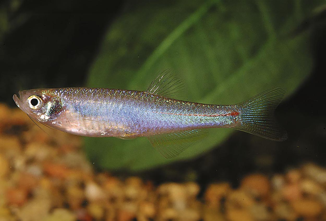 Devario albolineatus
