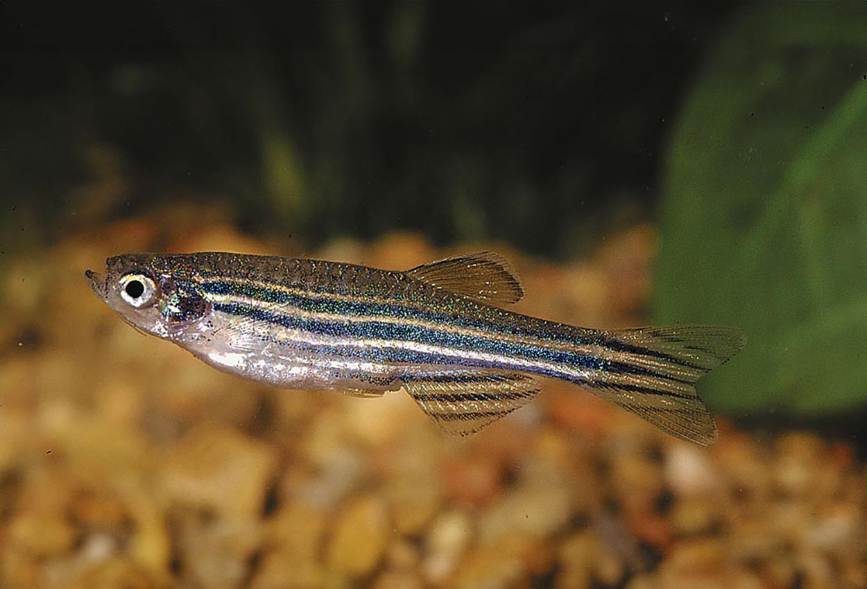 Brachydanio rerio
