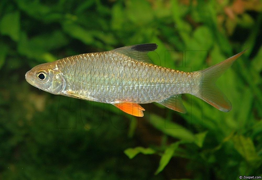 Hypselobarbus jerdoni