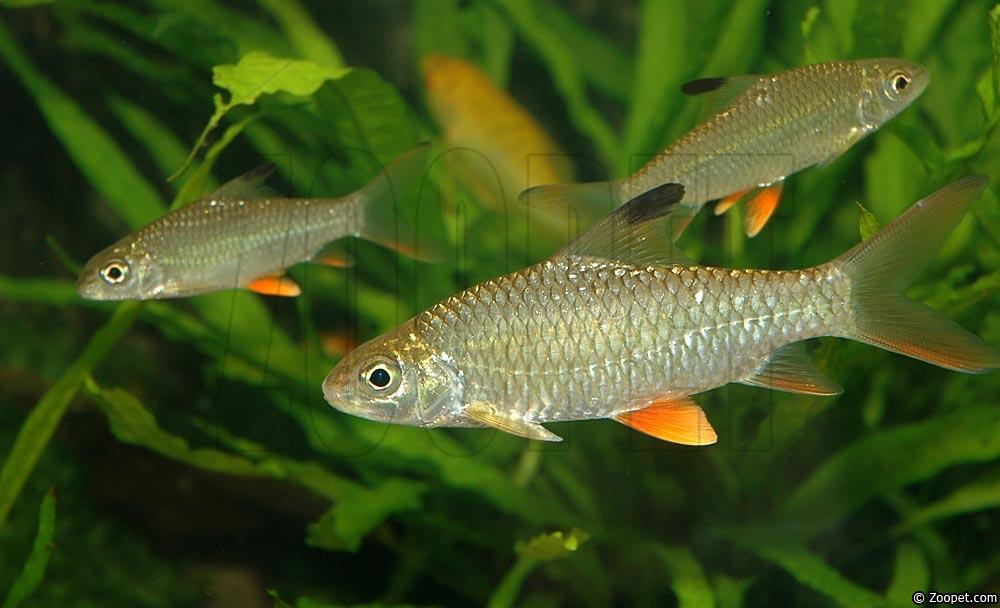 Hypselobarbus jerdoni