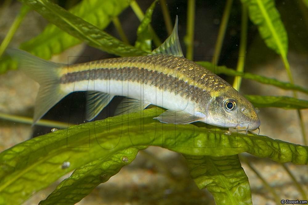 Garra cambodgiensis