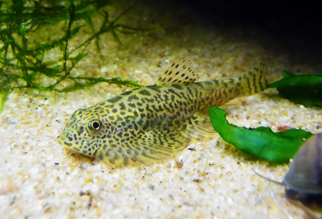 Sewellia speciosa