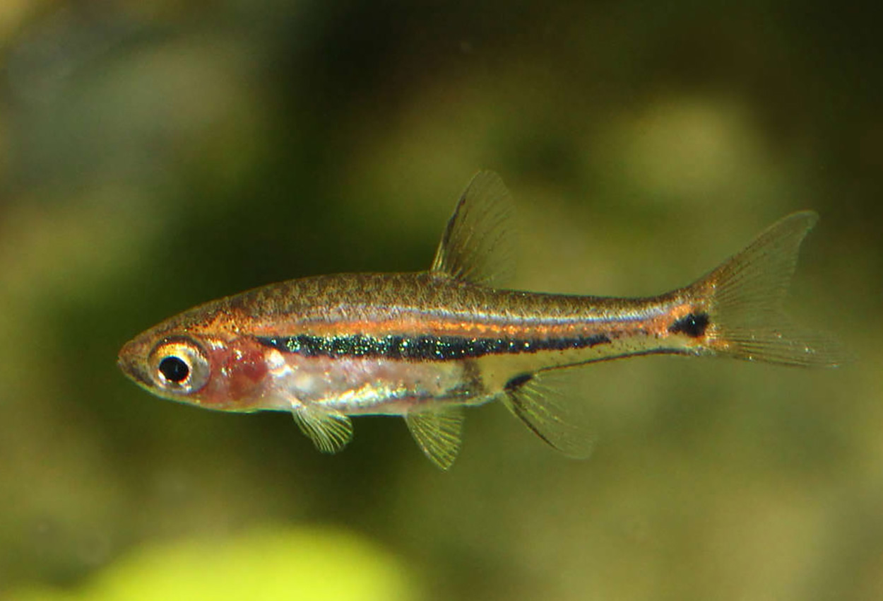 Boraras urophthalmoides