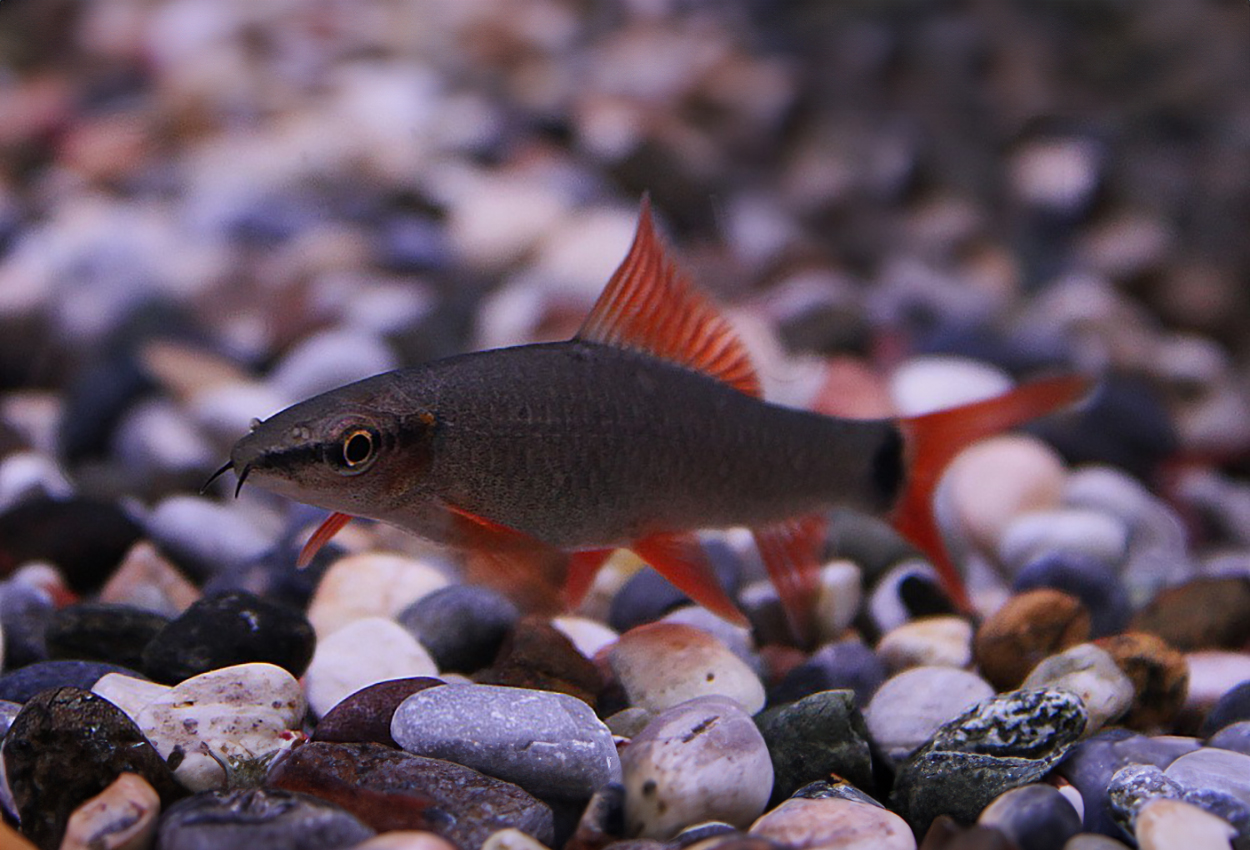 Epalzeorhynchos frenatus