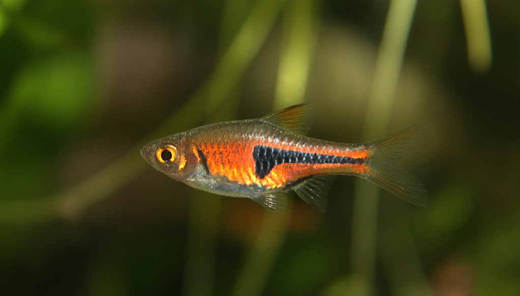 Trigonostigma espei