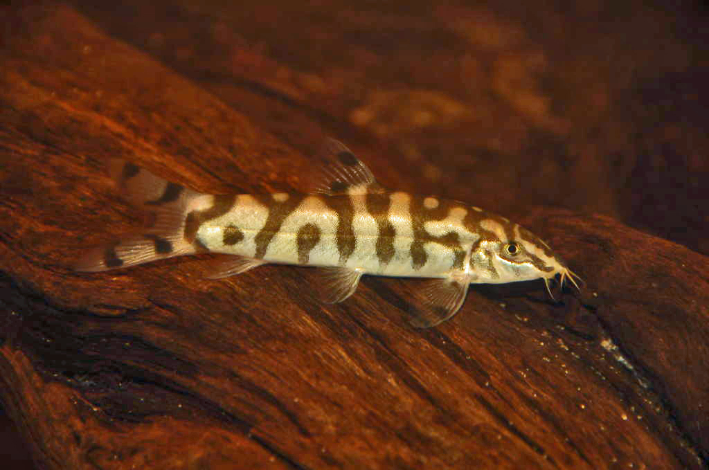 Botia almorhae