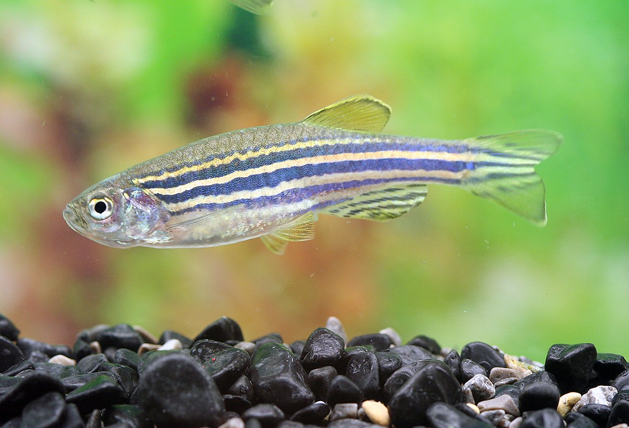 Sebrafisk