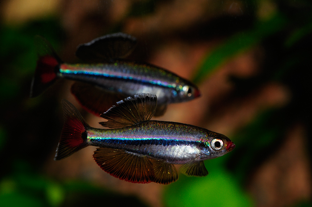 Tanichthys micagemmae