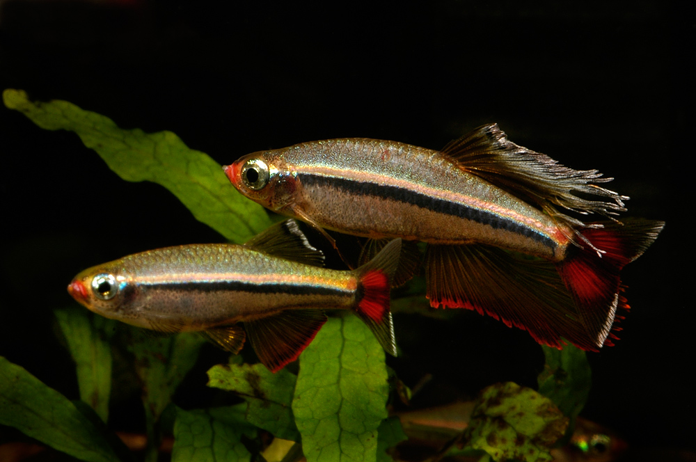 Tanichthys micagemmae