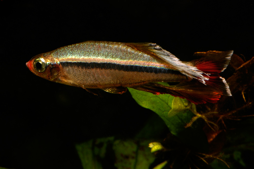 Tanichthys micagemmae