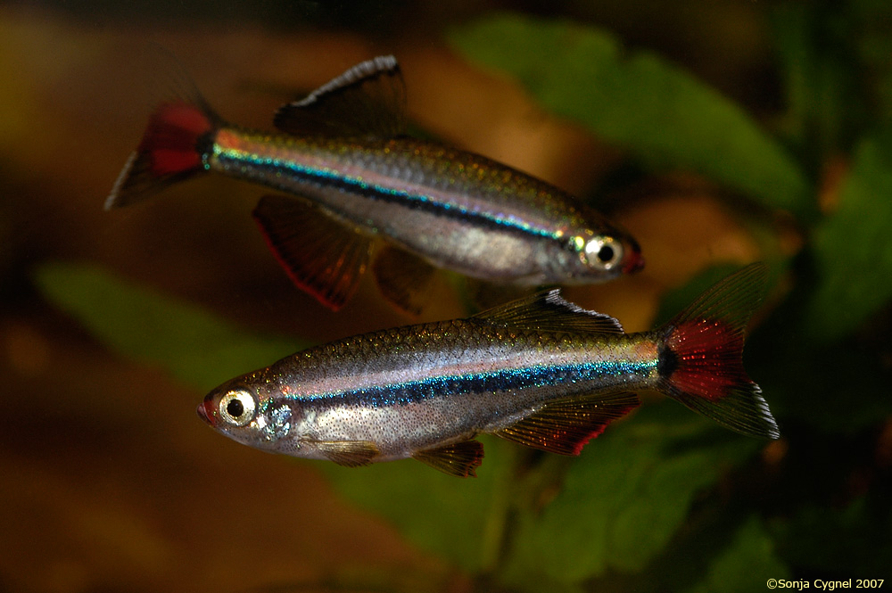 Tanichthys micagemmae