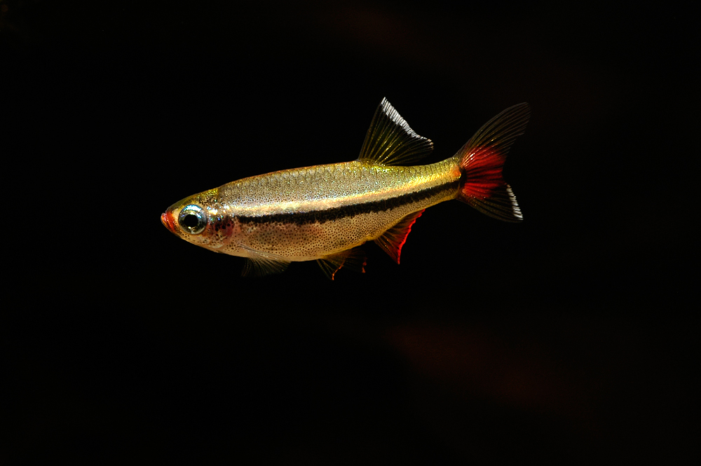 Tanichthys micagemmae