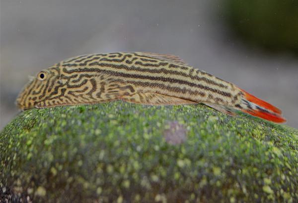 Gastromyzon sp. dobbel rød hale