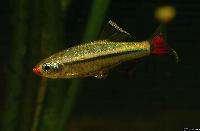 Tanichthys micagemmae