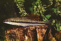 Crossocheilus oblongus