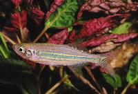Devario aequipinnatus