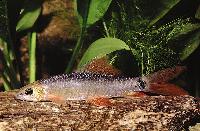Epalzeorhynchos frenatus