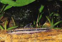 Epalzeorhynchos kalopterus