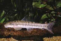 Algätare