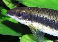 Crossocheilus oblongus