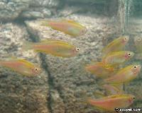 Danio sp. "glowlight"