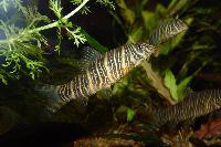 Botia striata