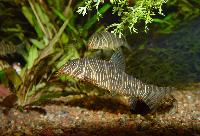 Striatabotia