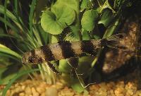 Sarcocheilichthys sinensis